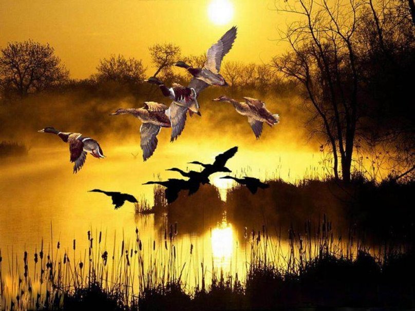 Flying Duck Wallpaper Ducks