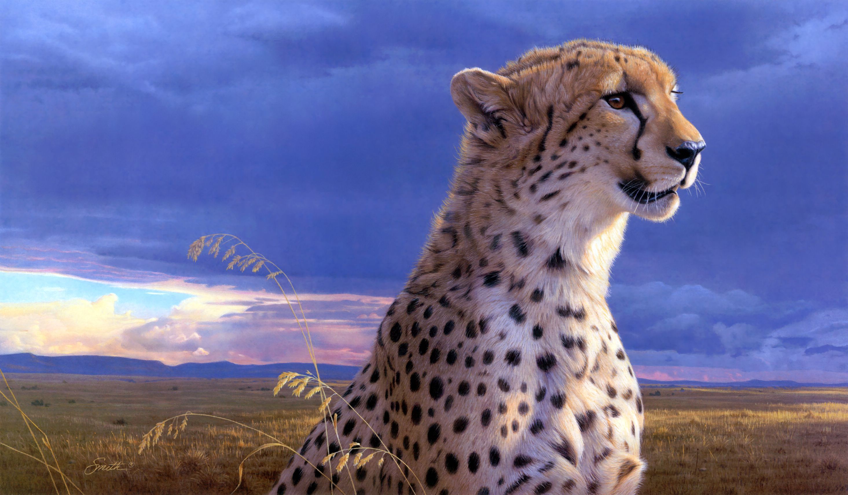 Cheetah Wallpaper Sky HD