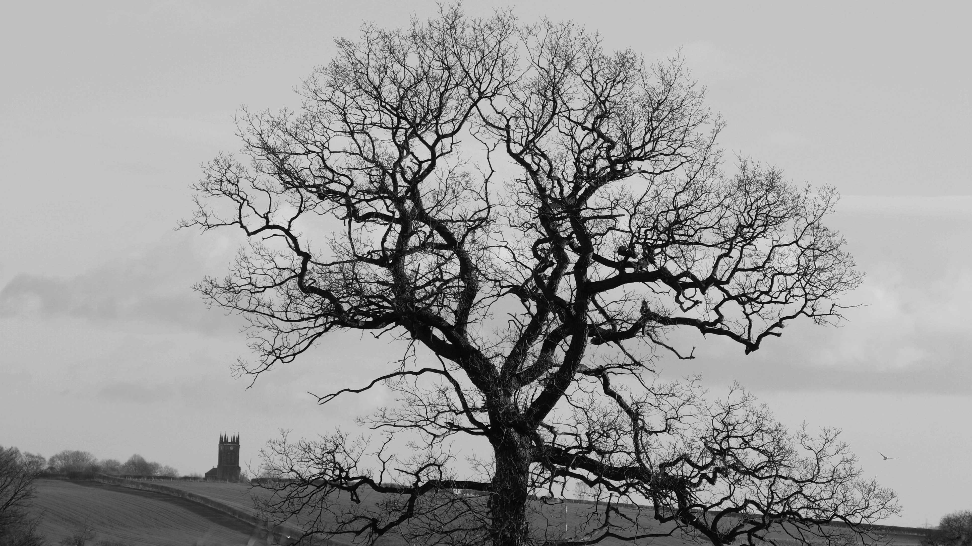 Dark Tree Mysterious Bare Image