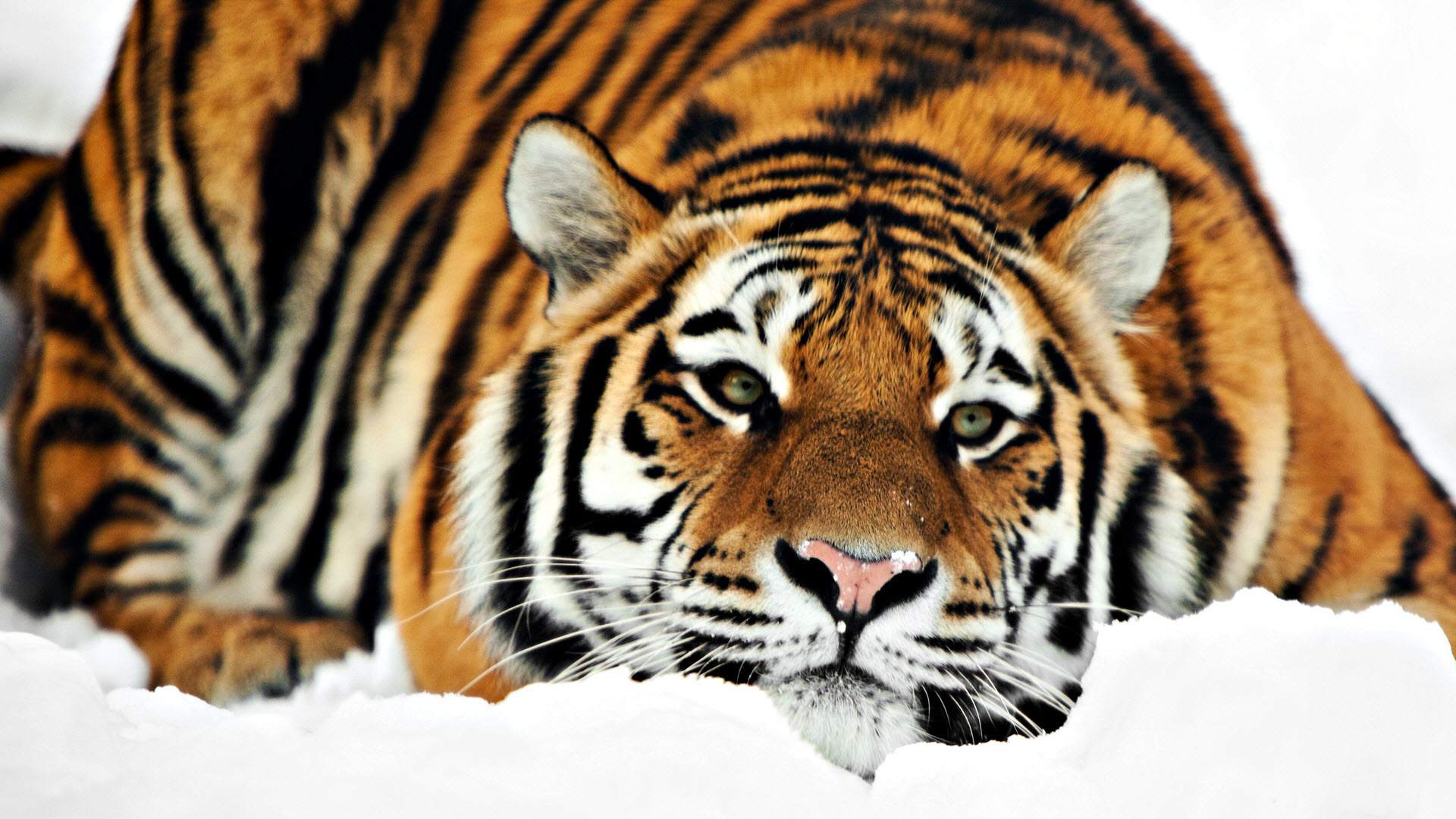 Back Original Paper Snow Tiger Wallpaper Tigers