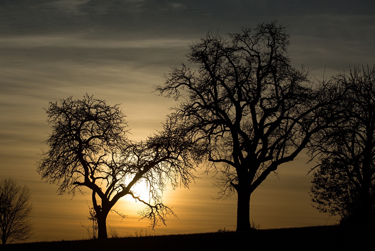 Desktop Wallpapers Silhouette Nature Sunrises and sunsets Trees