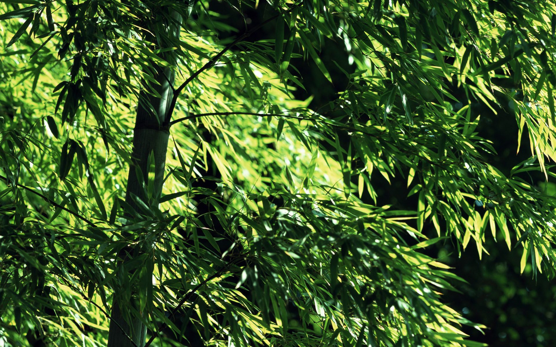 Green Bamboo Wallpaper HD