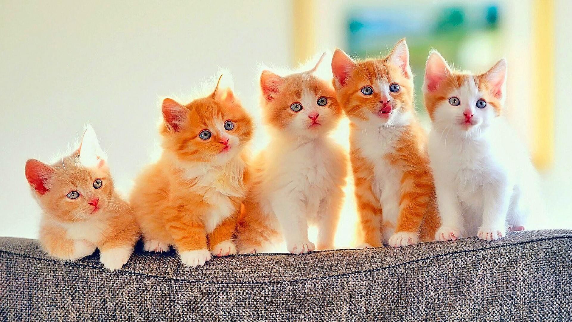Blue Eyes Cat Mammal Kittens Cats Kitten Whiskers Domestic