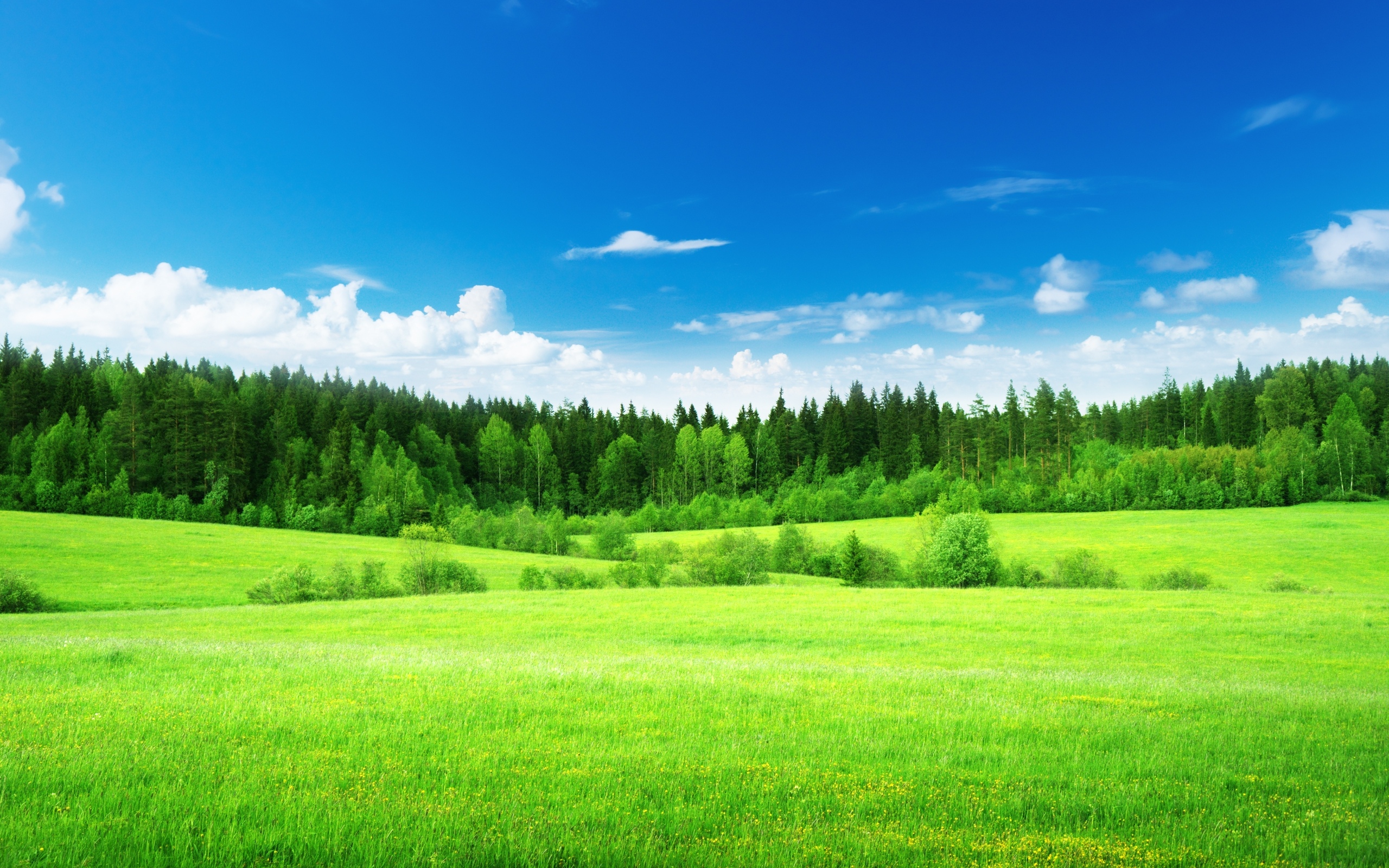 Field Grass Woods Trees Green Forest Sky Clouds Landscapes Wallpaper