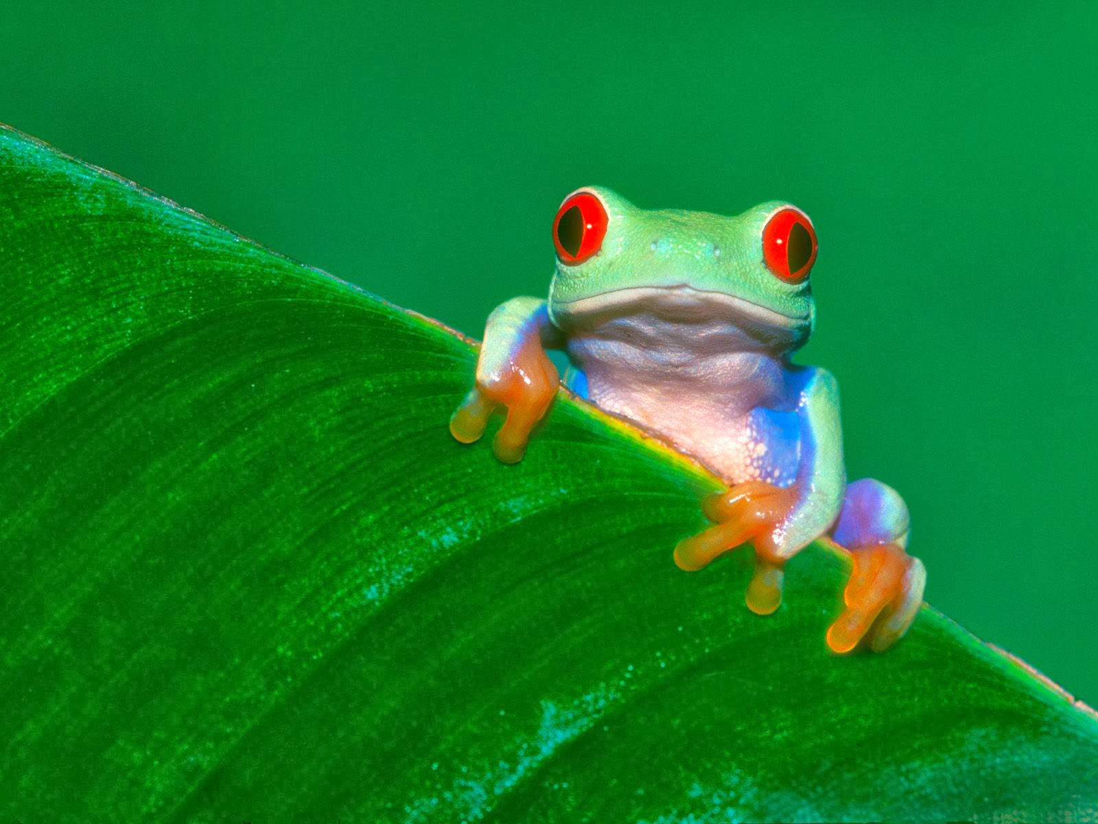 Frog Wallpaper HD