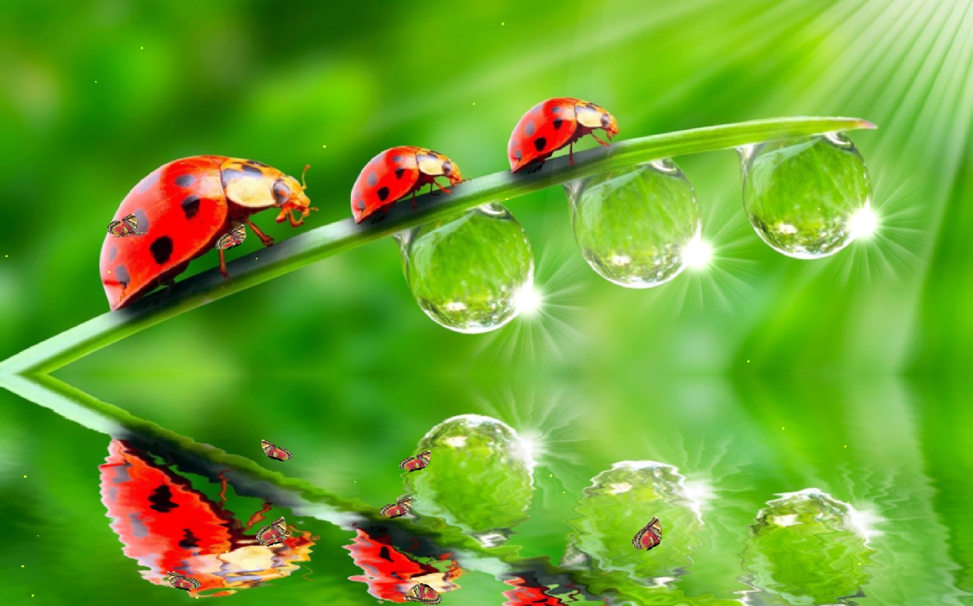 Three Ladybug Animated Wallpaper Cute