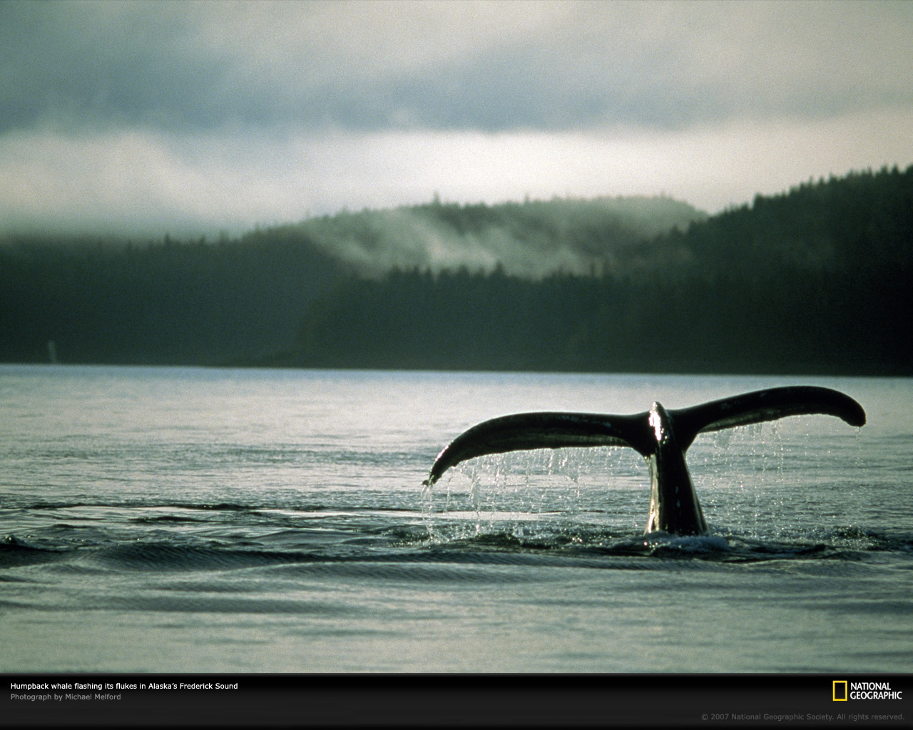 Whales Alaska Wallpaper Picswallpaper