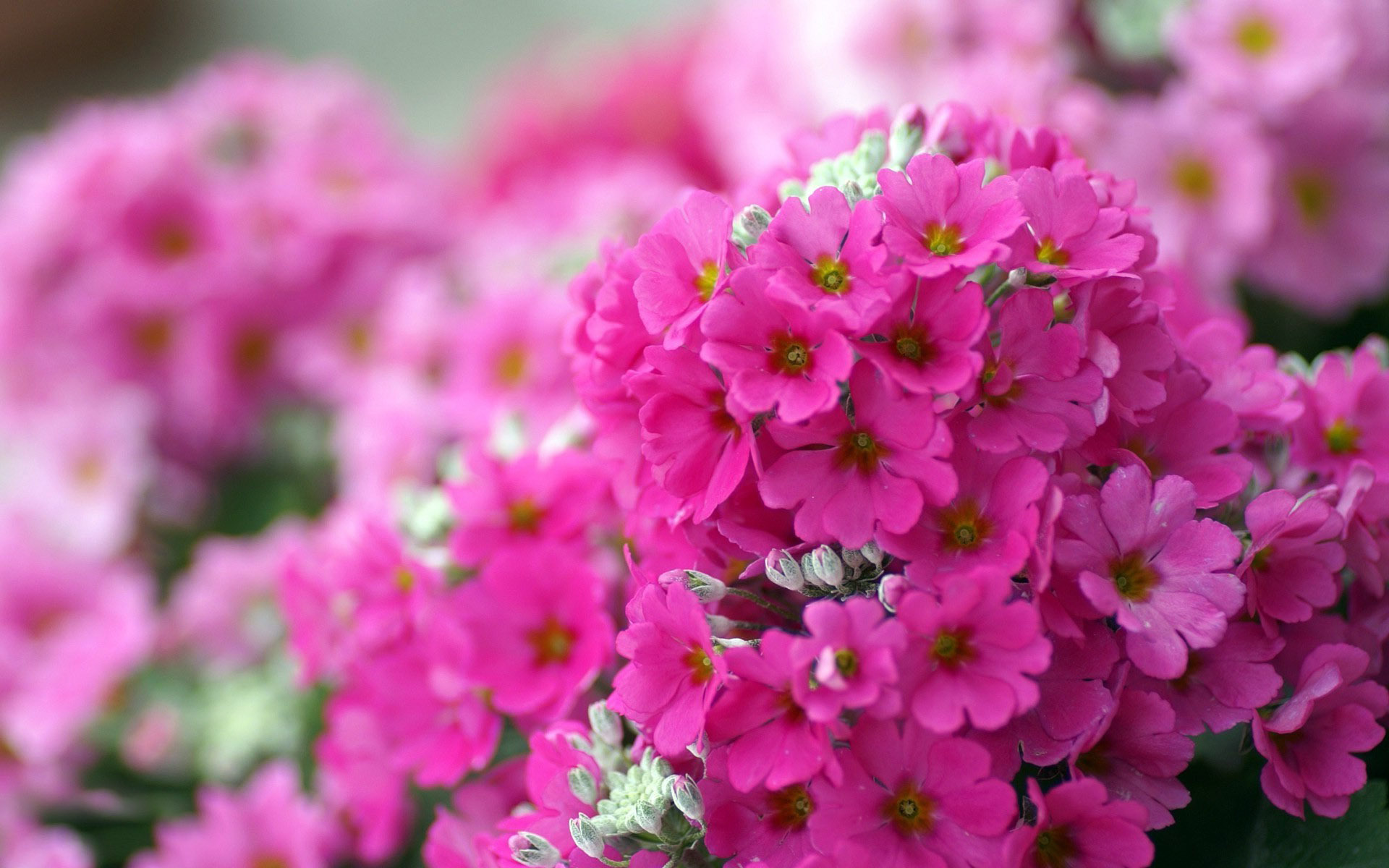 Small pink flowers wallpaper 13280