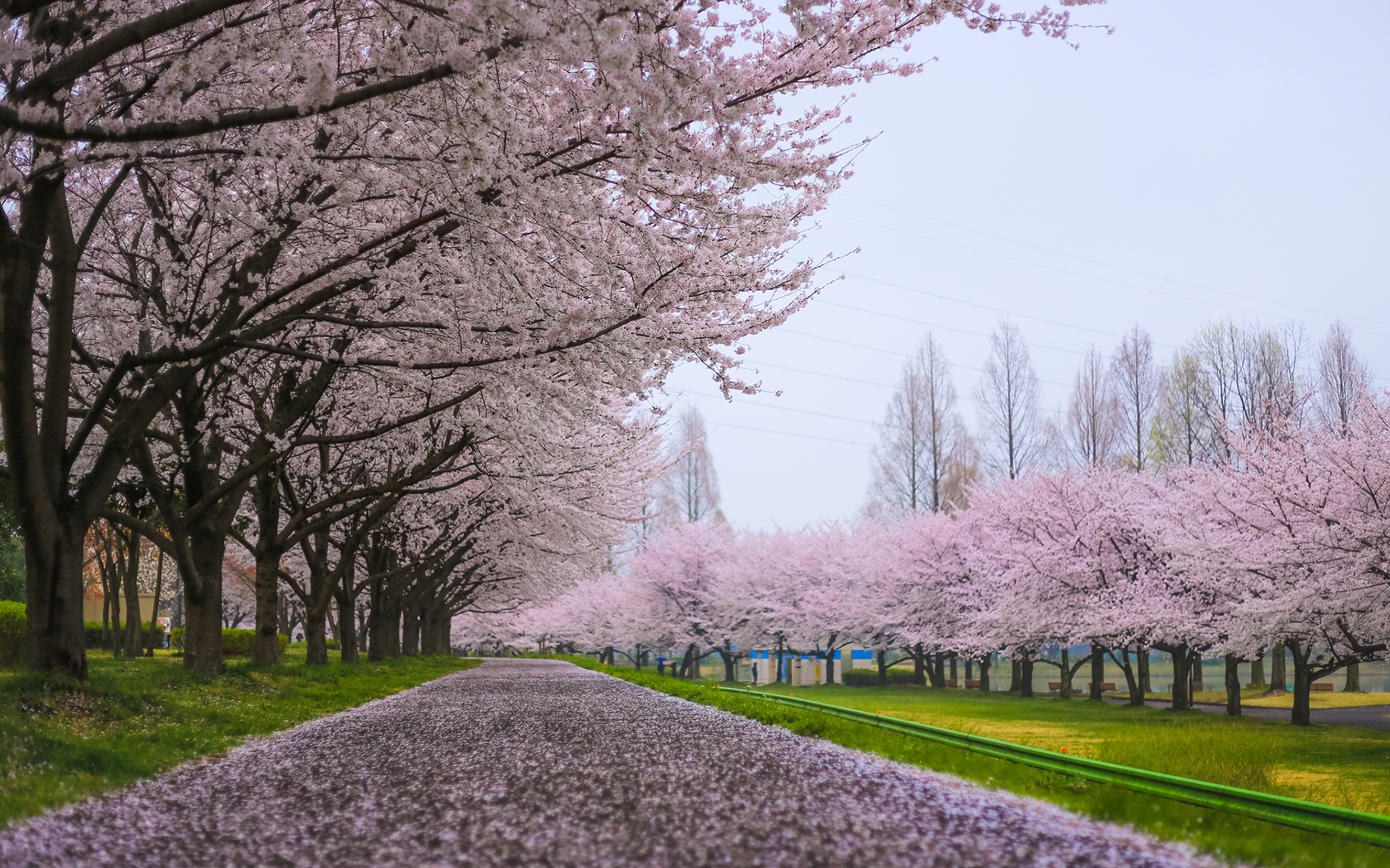 Cherry Blossom Tree Wallpaper - WallpaperSafari
