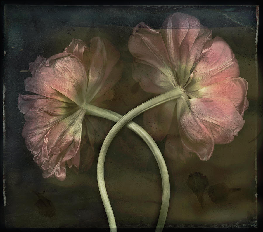 Two Pink Tulips On Tintype Background Photograph By John Grant