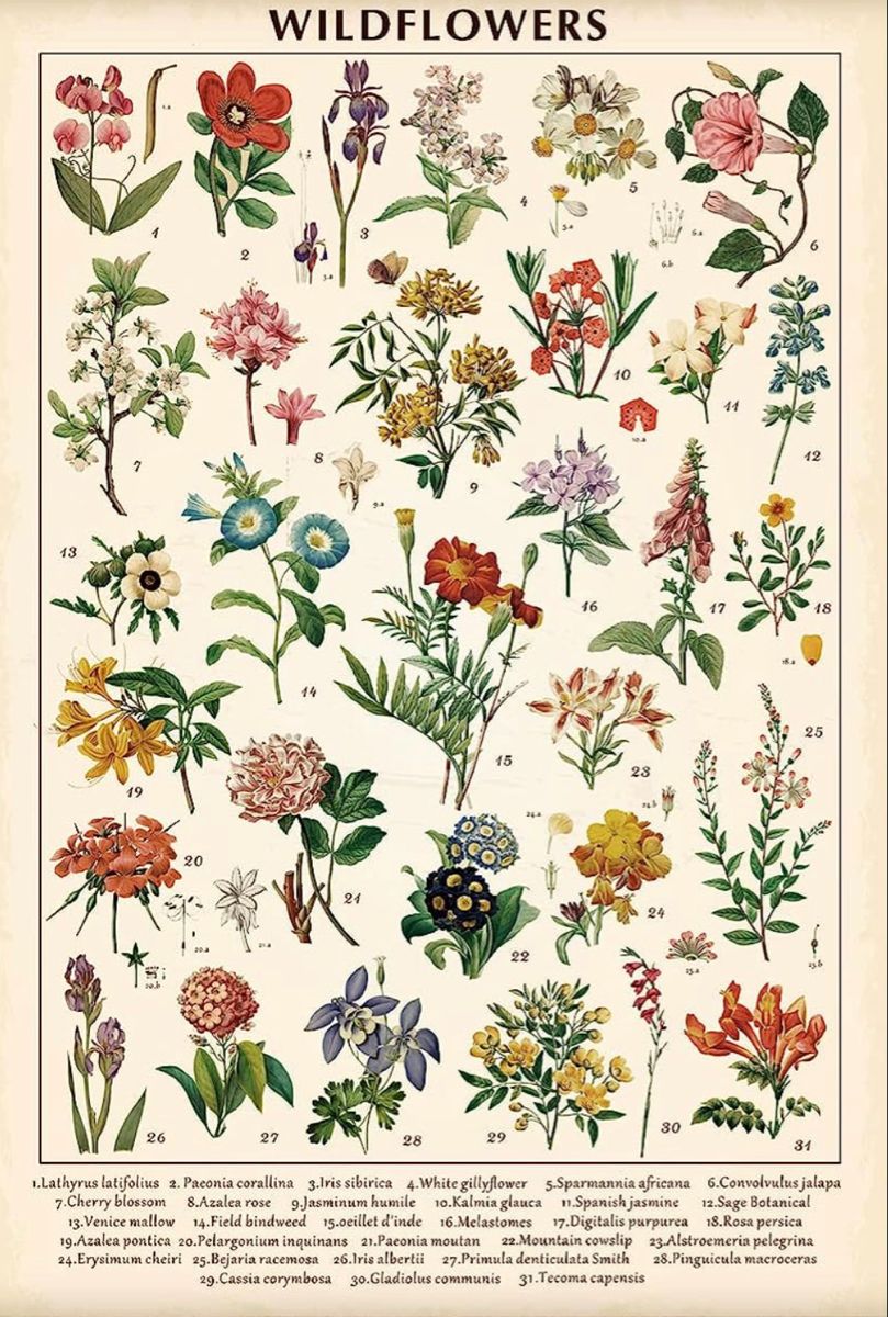 Vintage Wildflowers Poster Wallpaper