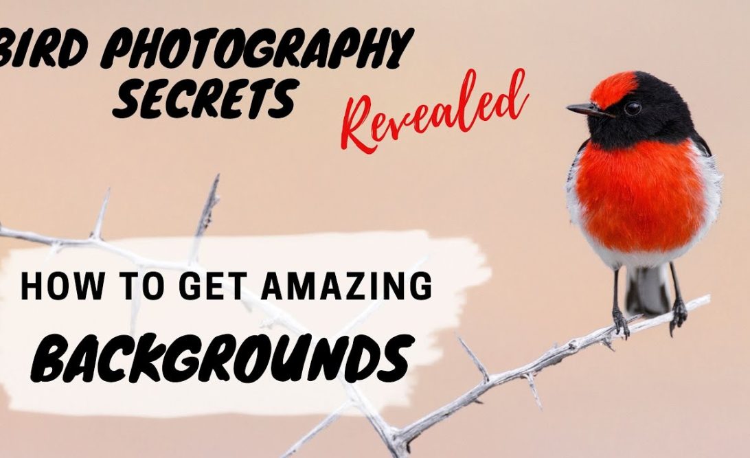 Get Amazing Background Bird Photography Secrets Revealed