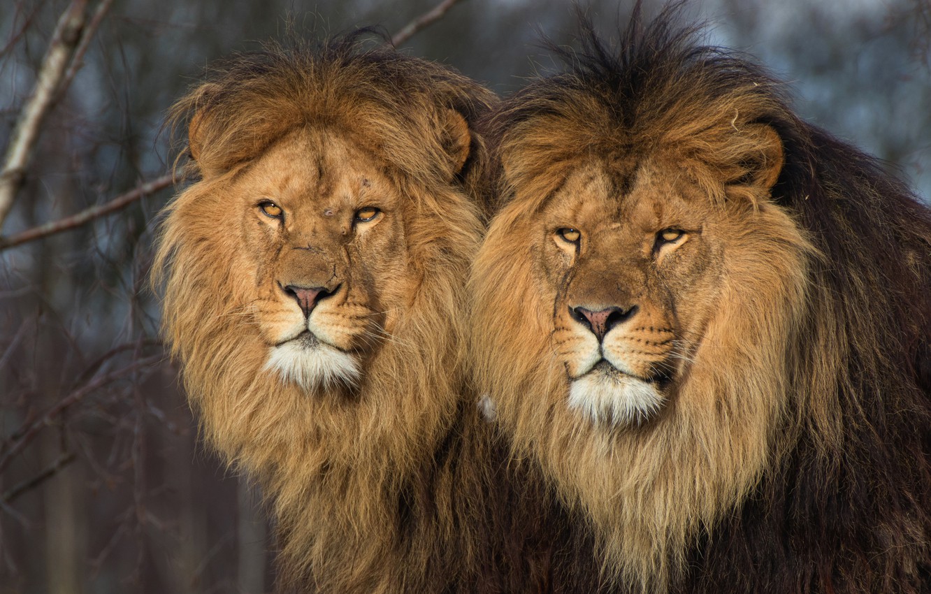 Wallpaper Animals Cats Nature Background Predators Leo Pair