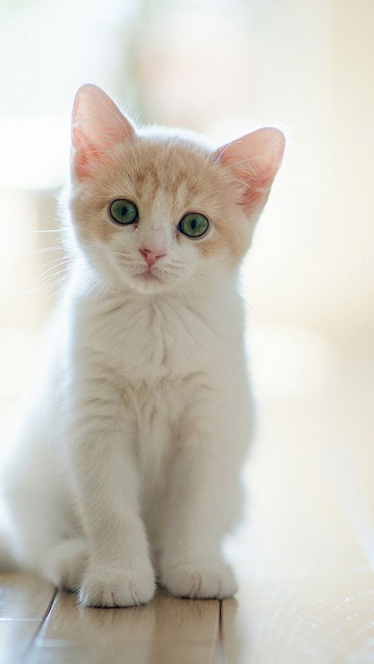 Cute Lovely Staring Kitten Cat iPhone Wallpaper