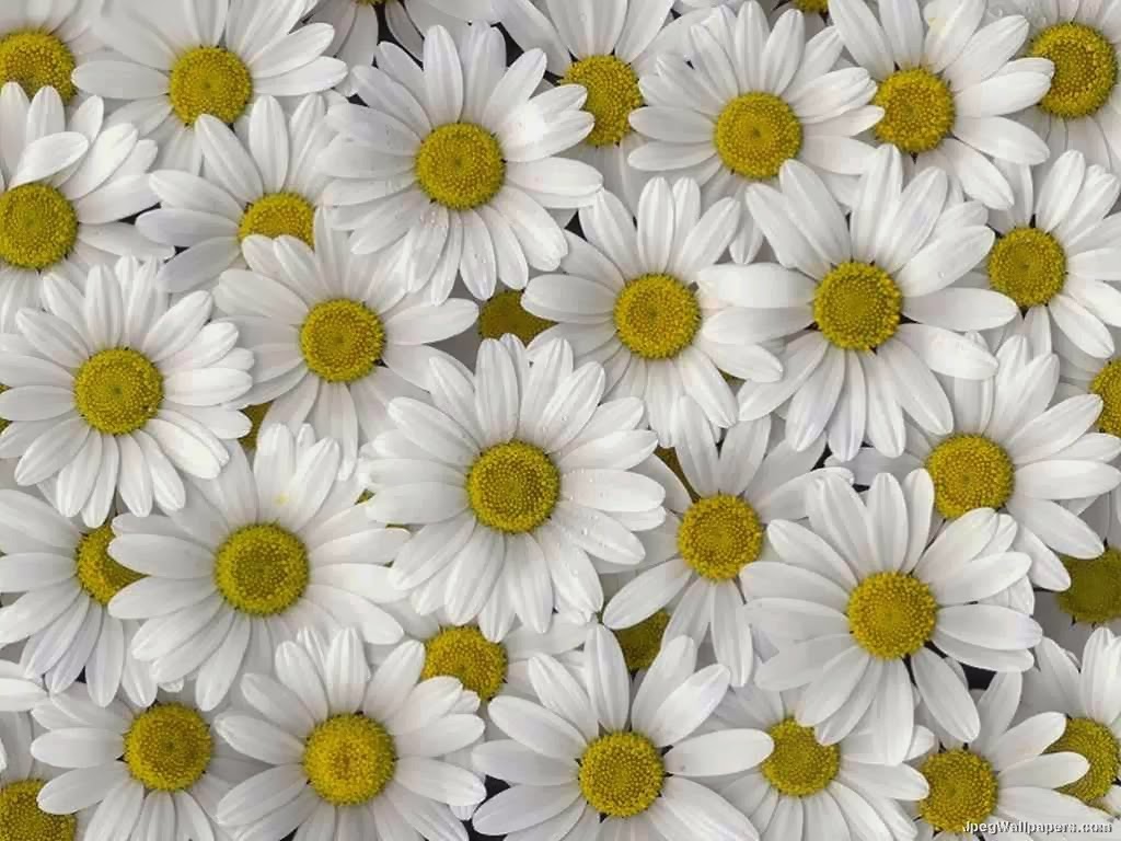 Daisy Flower Wallpaper Beautiful Desktop