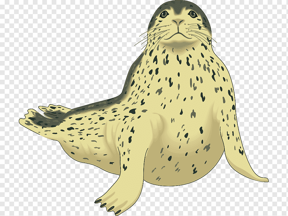 Monk Seal Png And Transparent Clipart Wallpaper