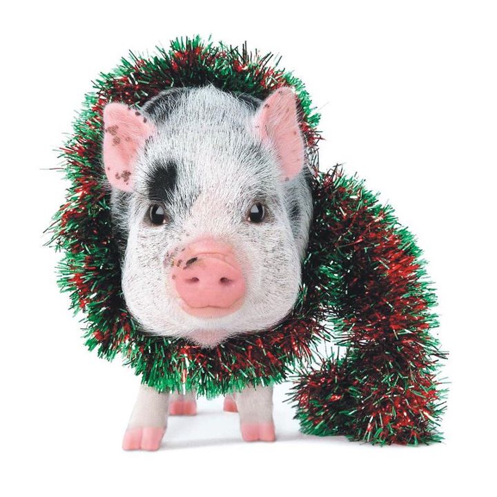 Awwwws Christmas Pig [Photo] Daily Dose of Cute