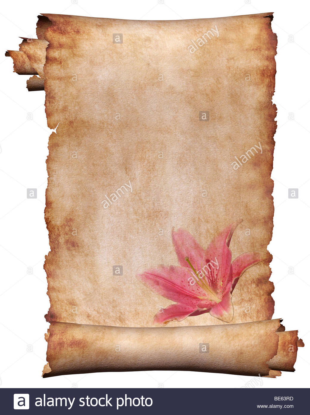 Manuscript Roll Of Parchment With Flower Background Frame Stock