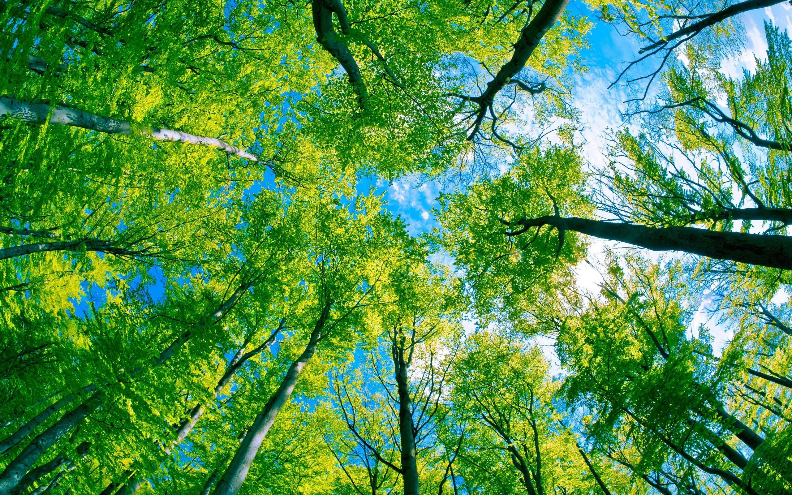 Green Forest Tree And Pure Blue Sky Wallpaper