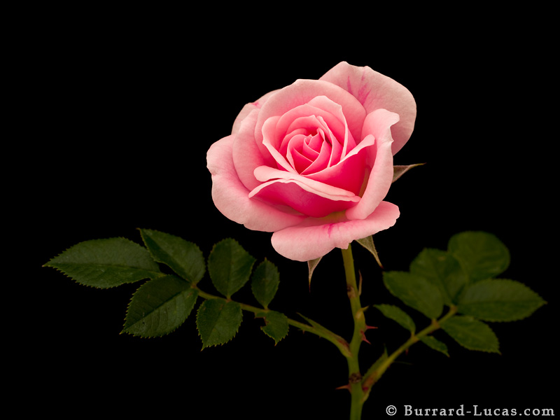 Pink Rose   Burrard Lucas Photography