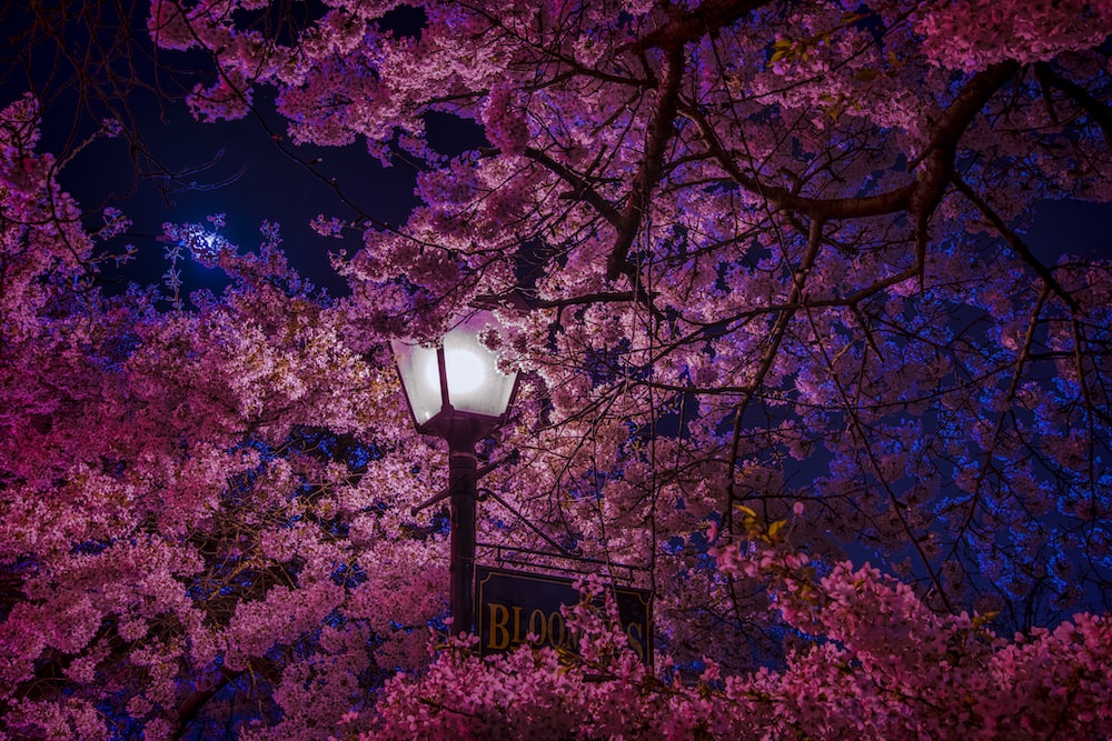 Street Lamp Surrounded By Cherry Blossom Photo Image On