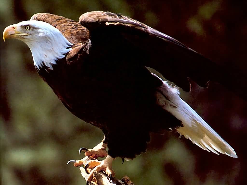 Beautiful Eagle Wallpaper Photo Collections