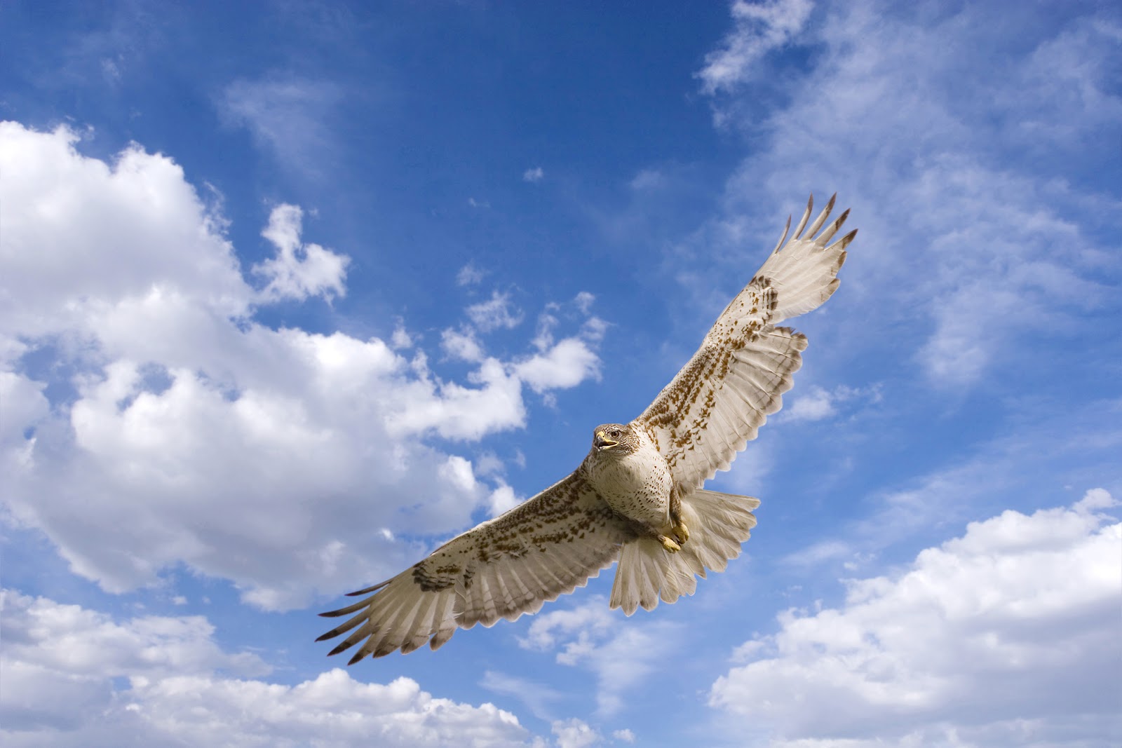 All Wallpapers Coopers Hawk Hd Wallpapers