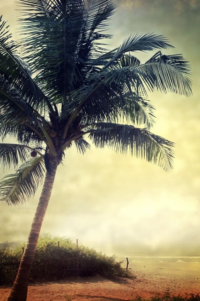 Palm Tree Beach Summer iPhone Wallpaper