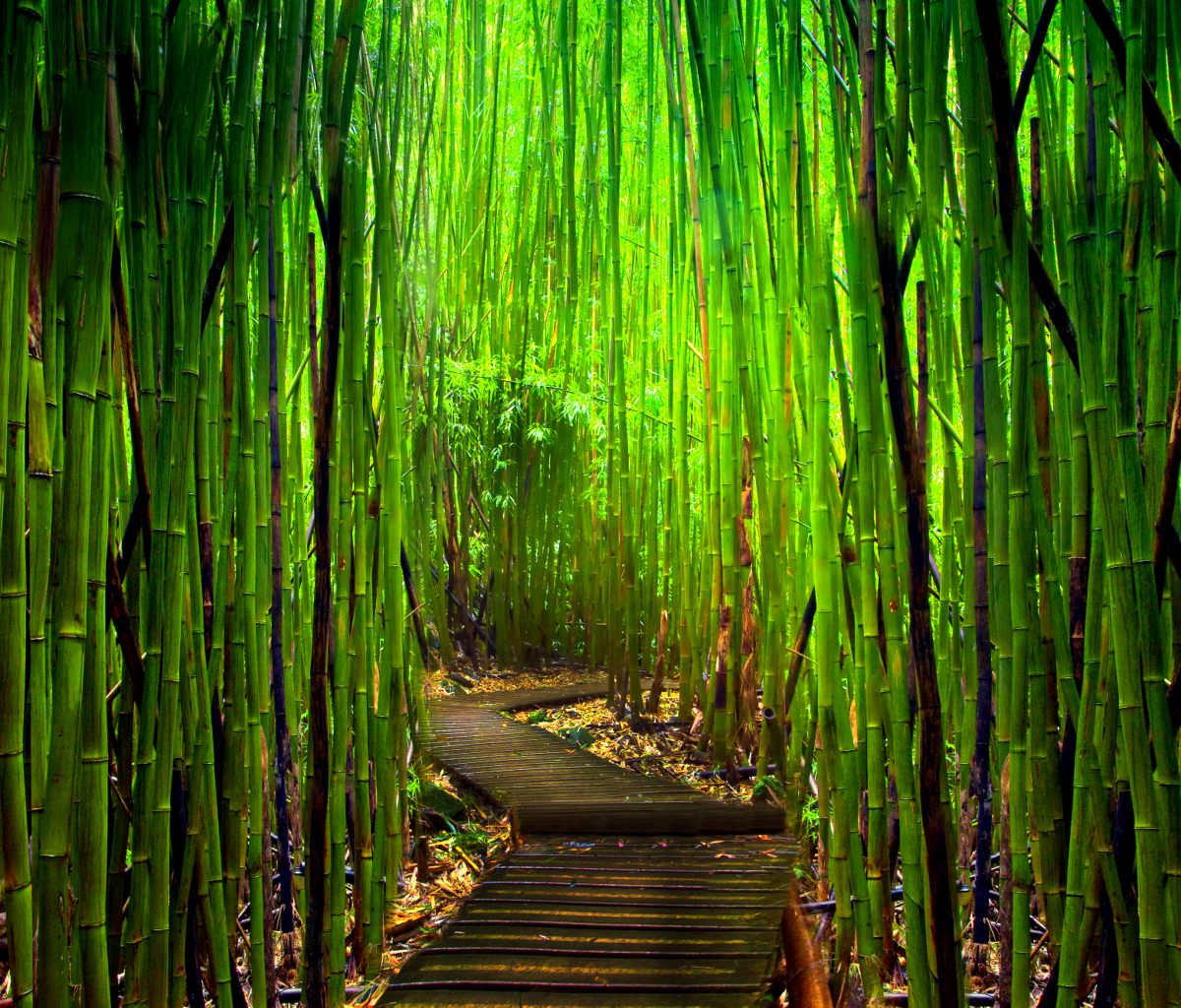 Bamboo Forest Wallpaper Screensaver Pre