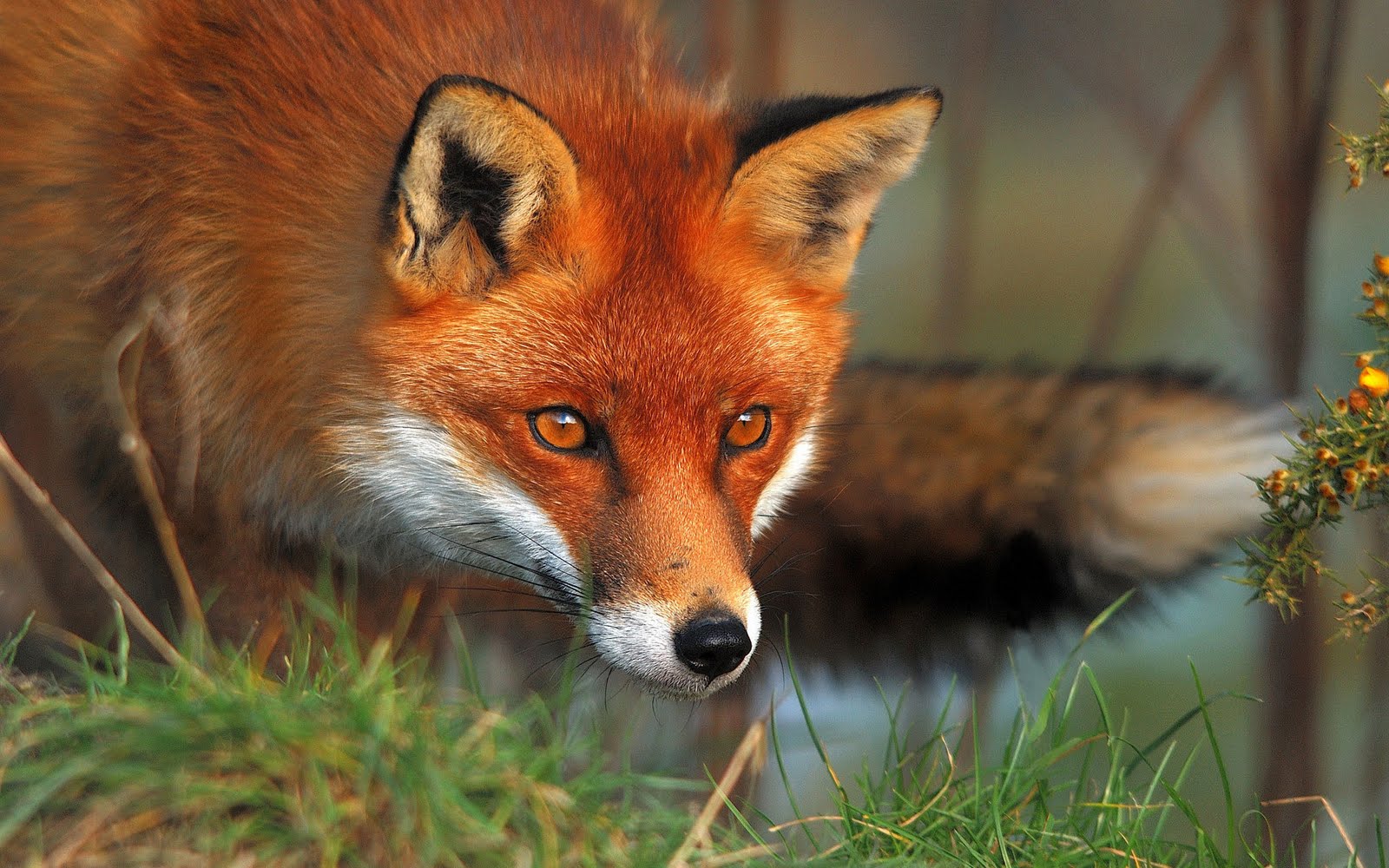 Animal Wallpaper Red Fox