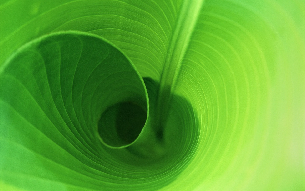 Banana Leaf Wallpaper