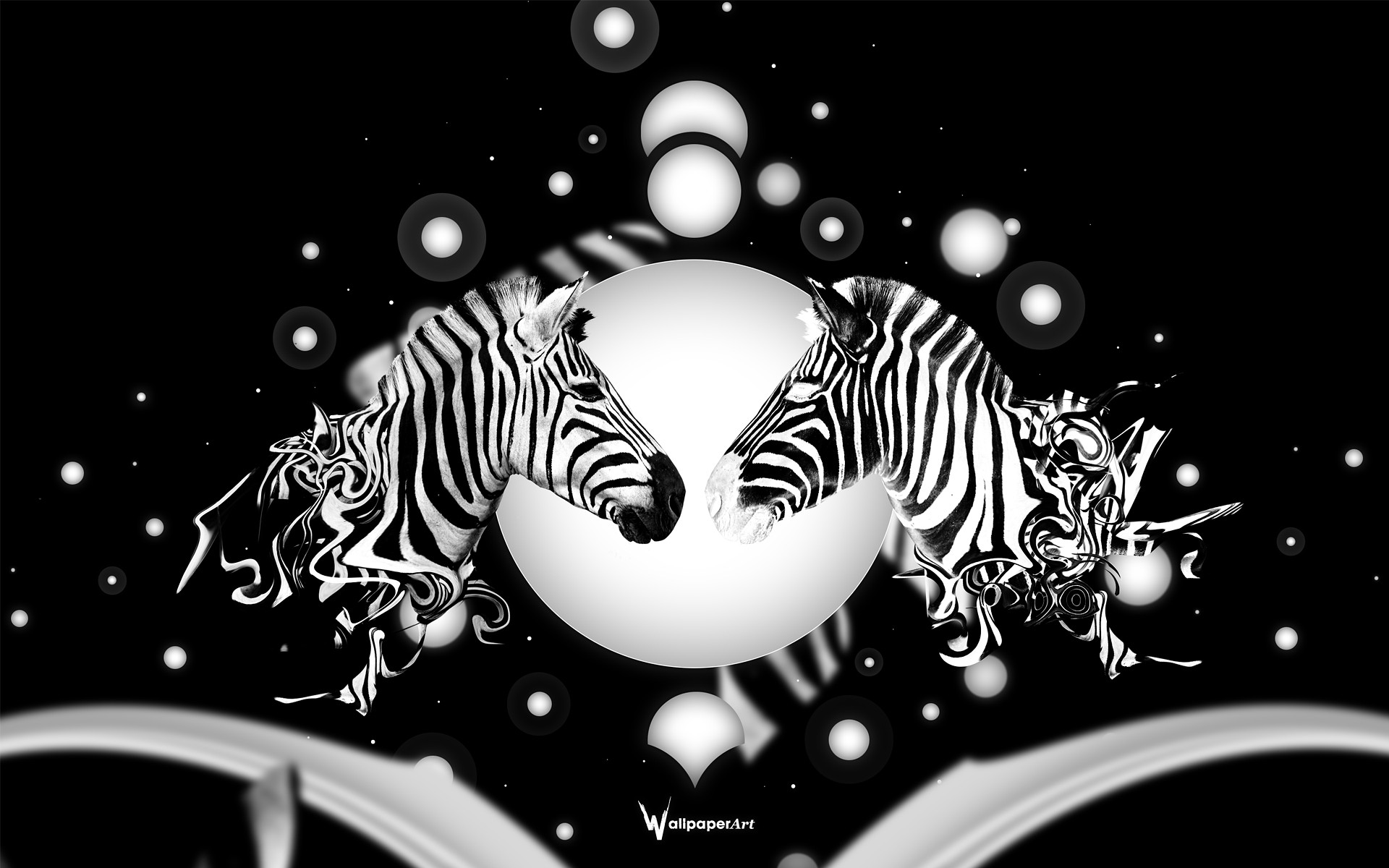 Desktop Zebra Wallpaper Background For HD