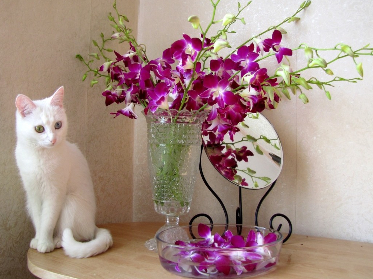 Cat Vase Flower Wallpaper Kitten Violet Puppy