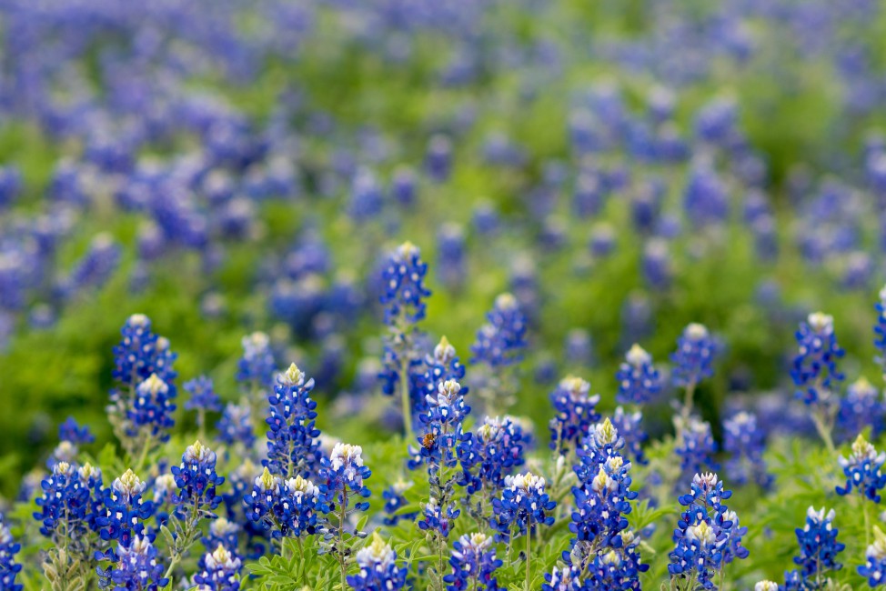 Field Of Texas Bluebon Stock Photo Image Wallpaper HD