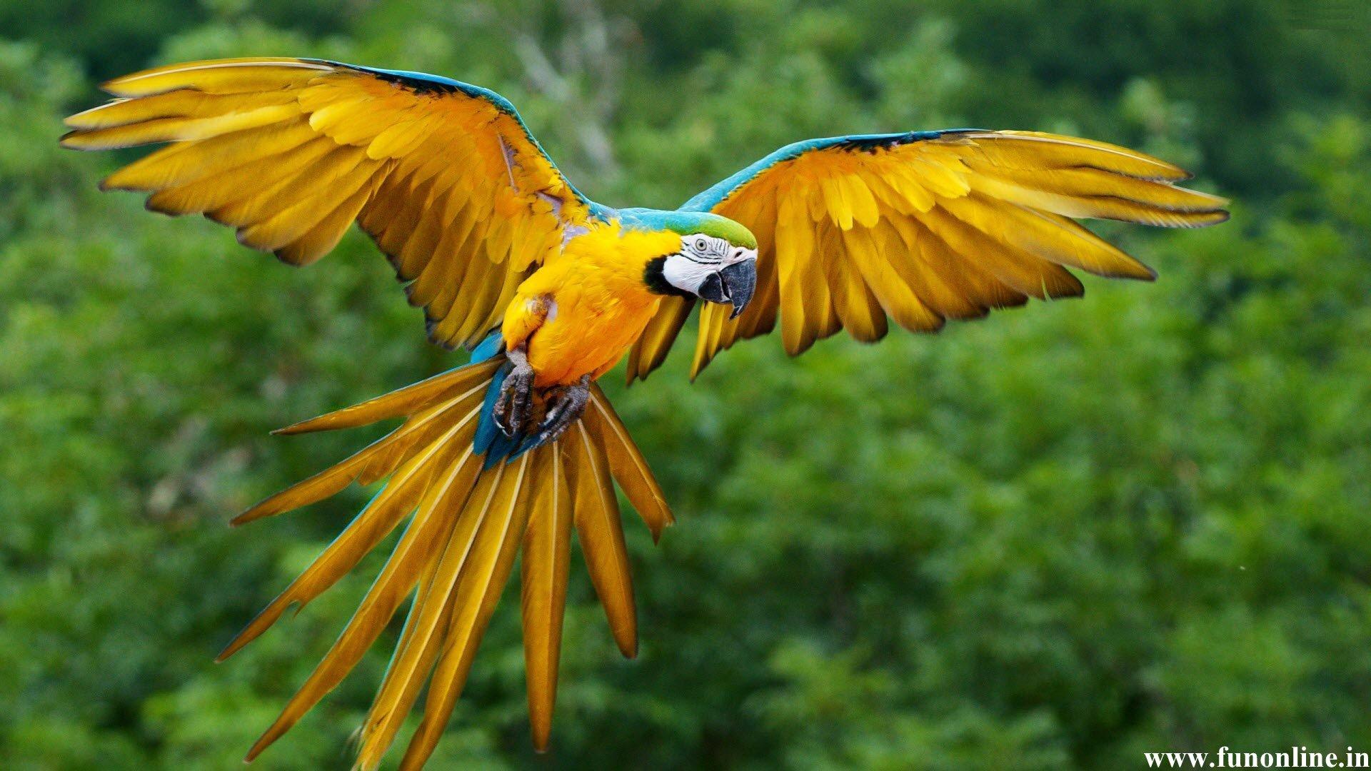 Wallpaper Rich And Striking Parrots HD
