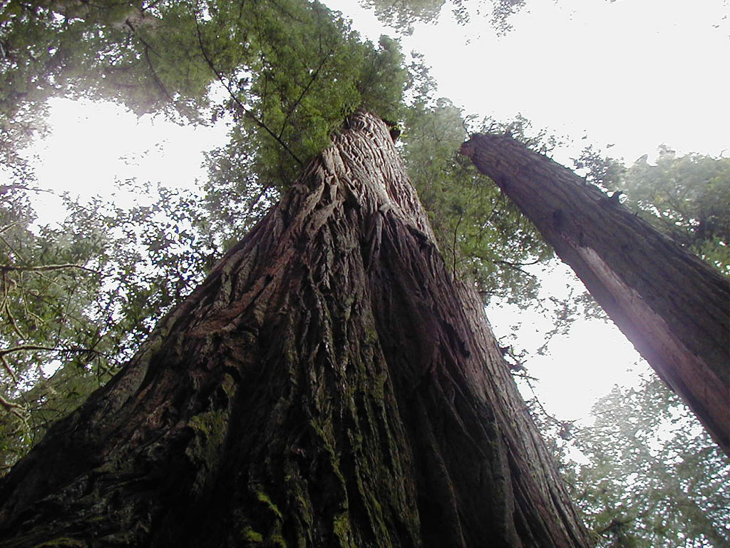 Redwood Tree Wallpaper