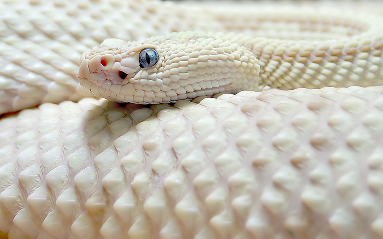 White Snake Sharp Eye Wallpaper HD Mouth