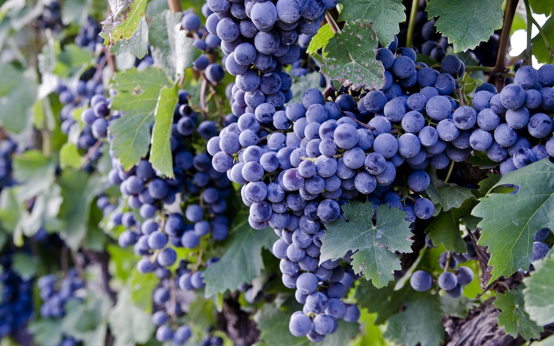 Vibrant Grapes Wallpaper