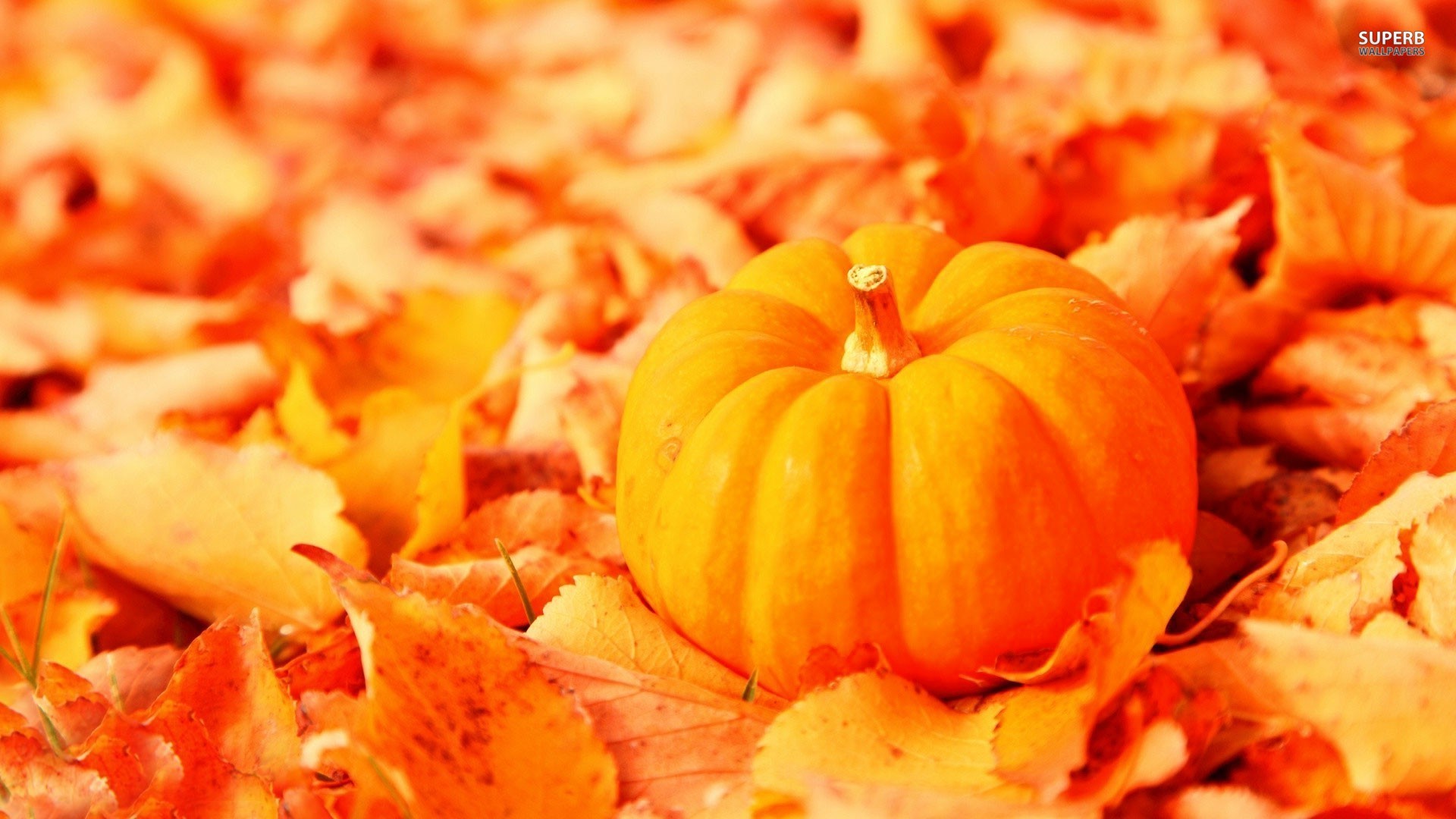 Fall Pumpkin Wallpaper And Screensavers Image