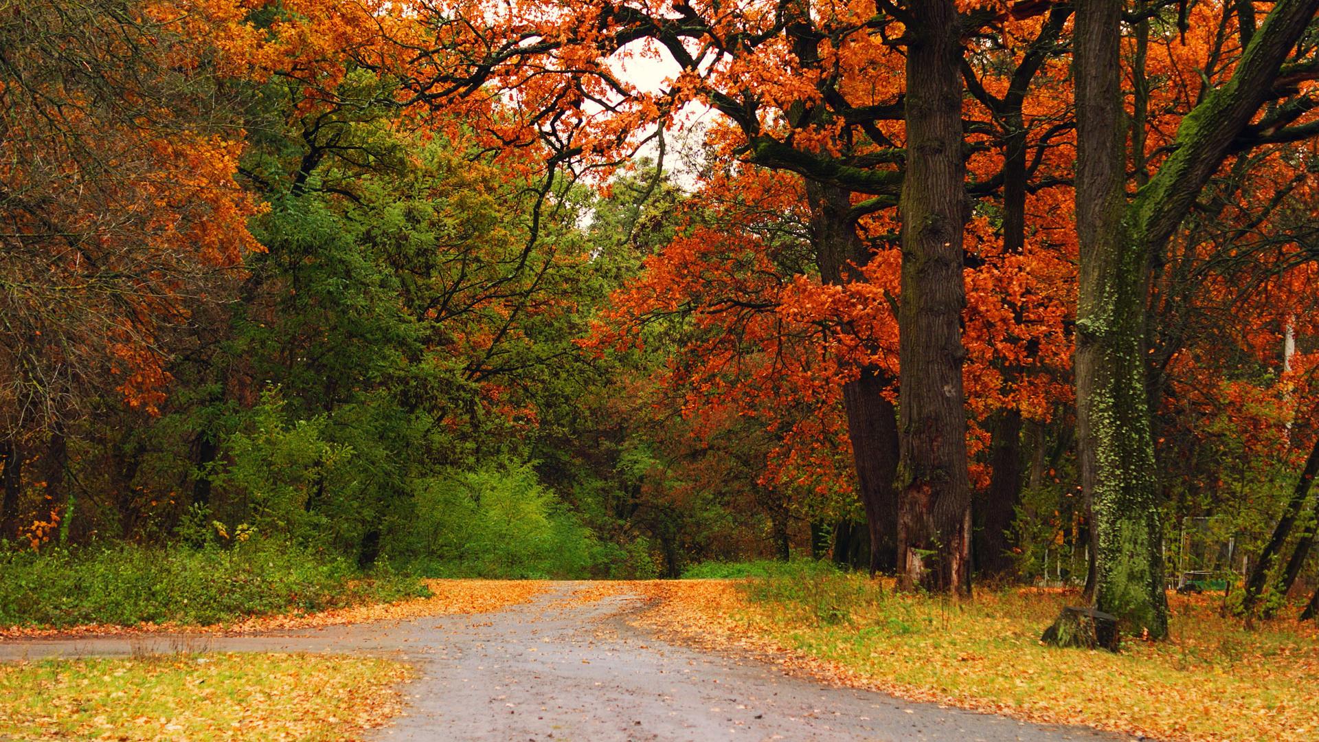 Background Autumn Scenic Wallpaper Woods Beautiful Image