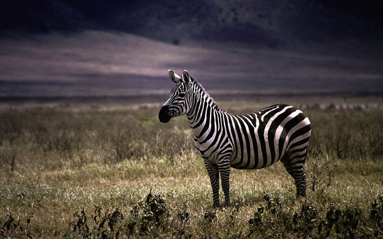 Zebra Animal Wallpaper