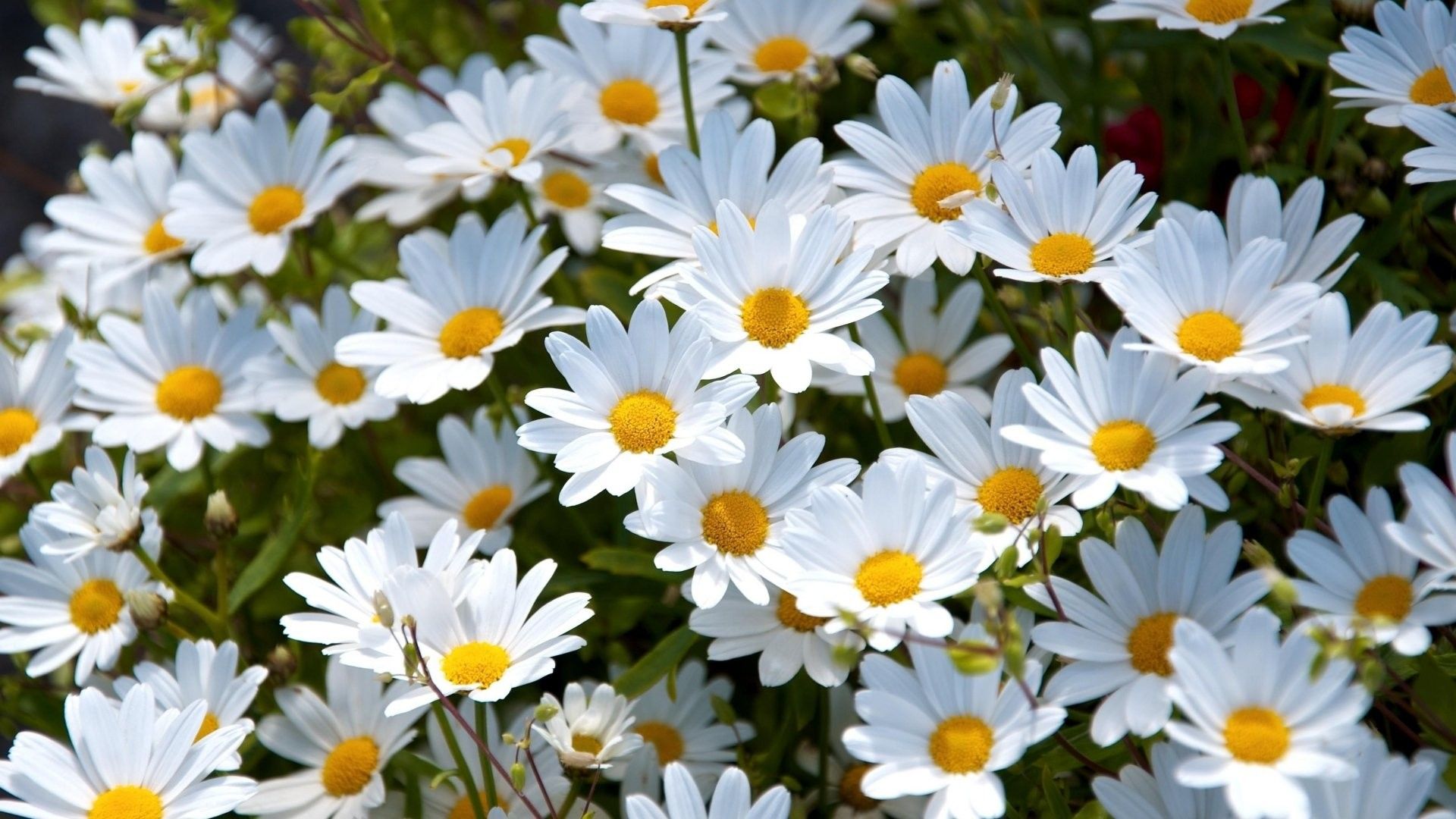 Daisy Flower Wallpaper