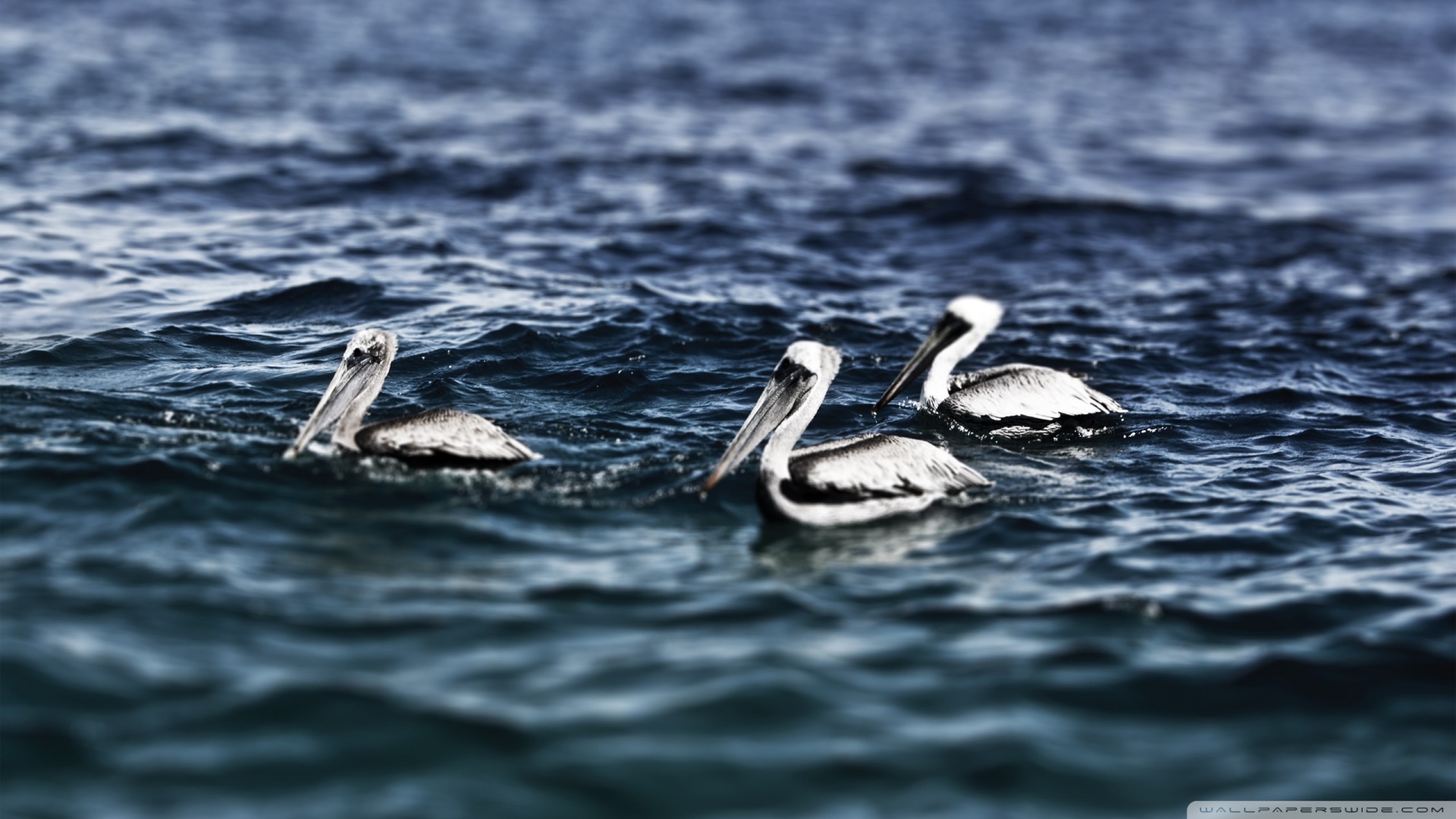 White Pelicans Wallpaper