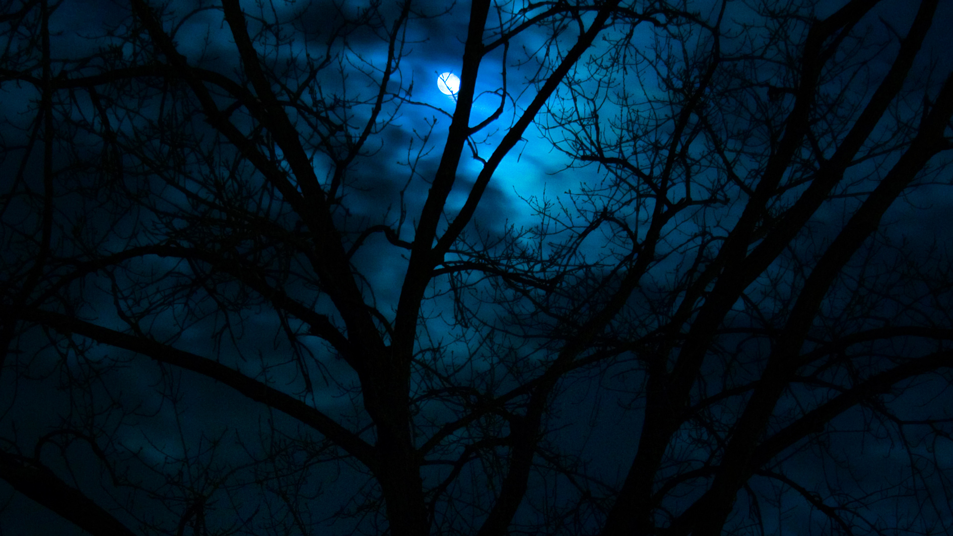 Beautiful Dark Scenery Moon In Forest