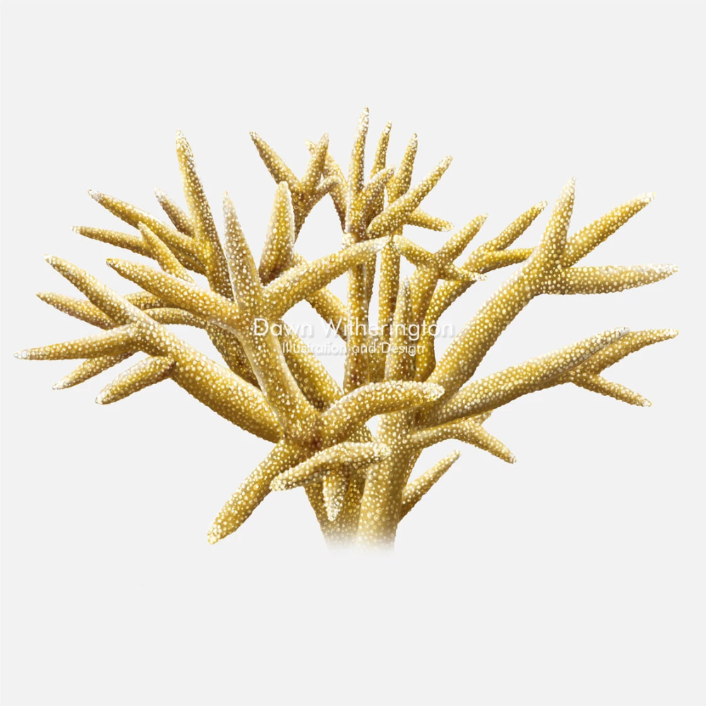 Staghorn Coral Wallpaper