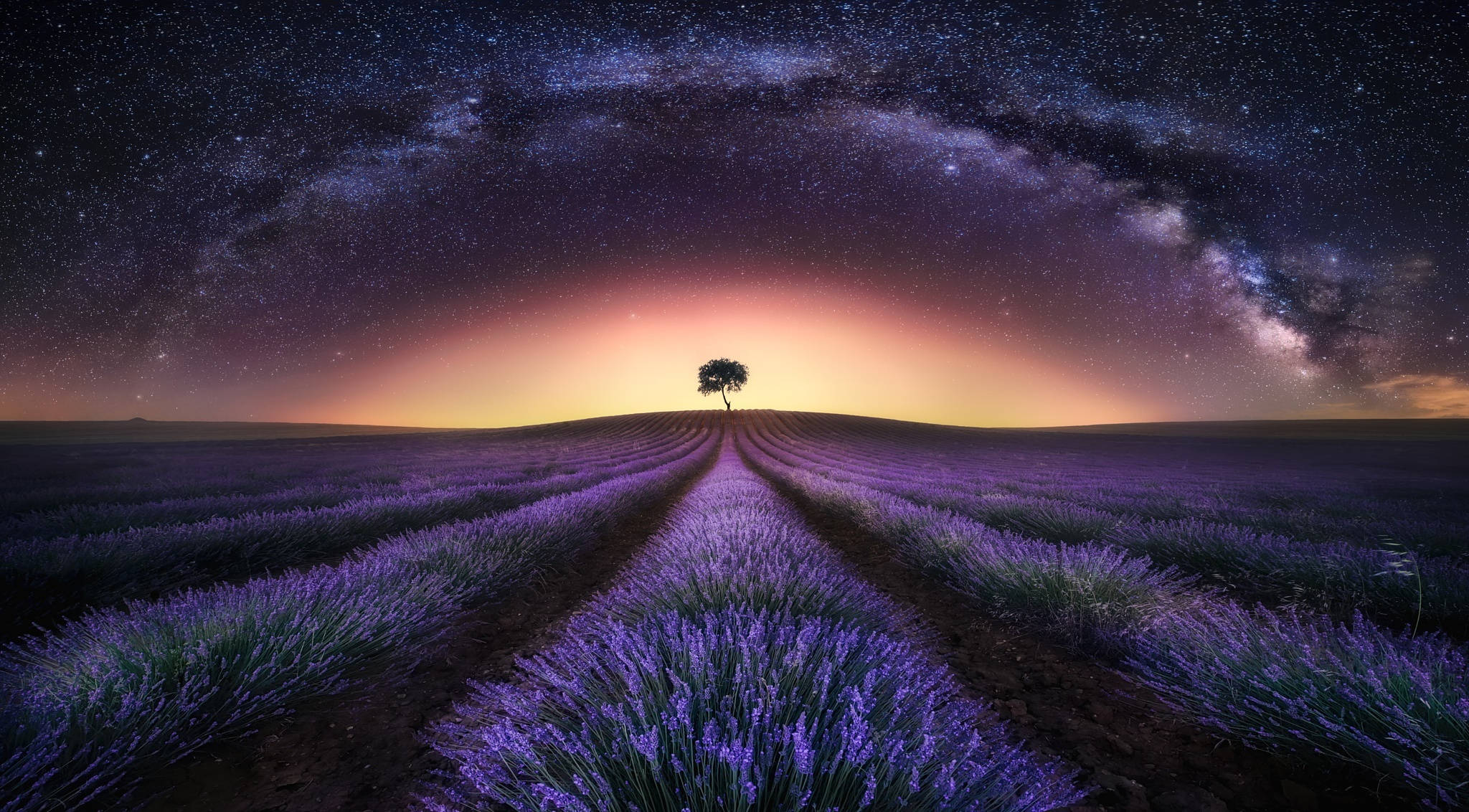 Lavender Desktop Wallpaper
