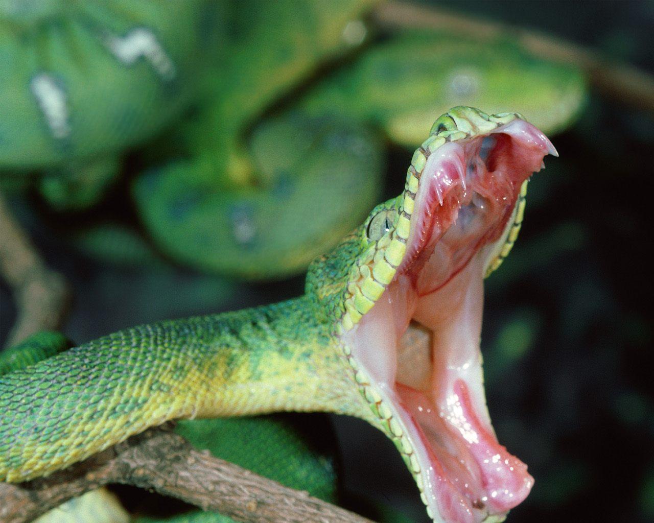 Green Snake Wallpaper Vicious