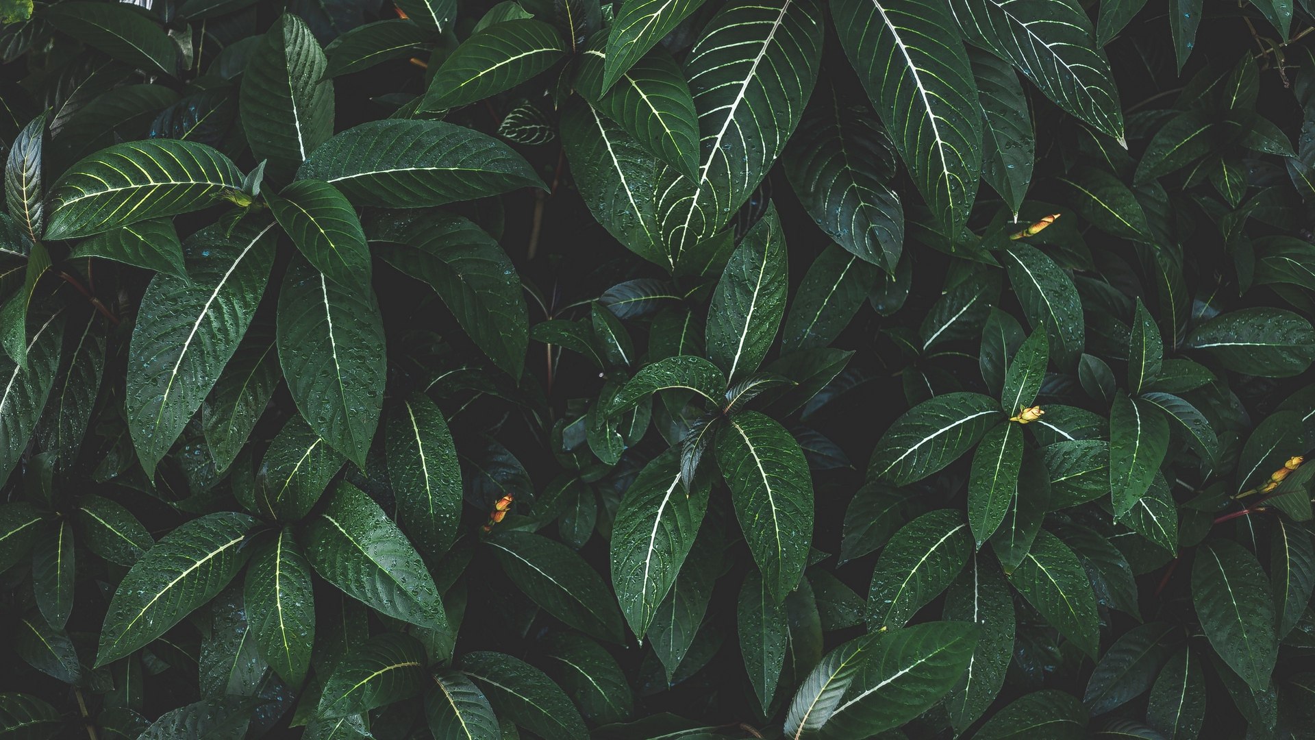 Plant Leaves Best Wallpaper