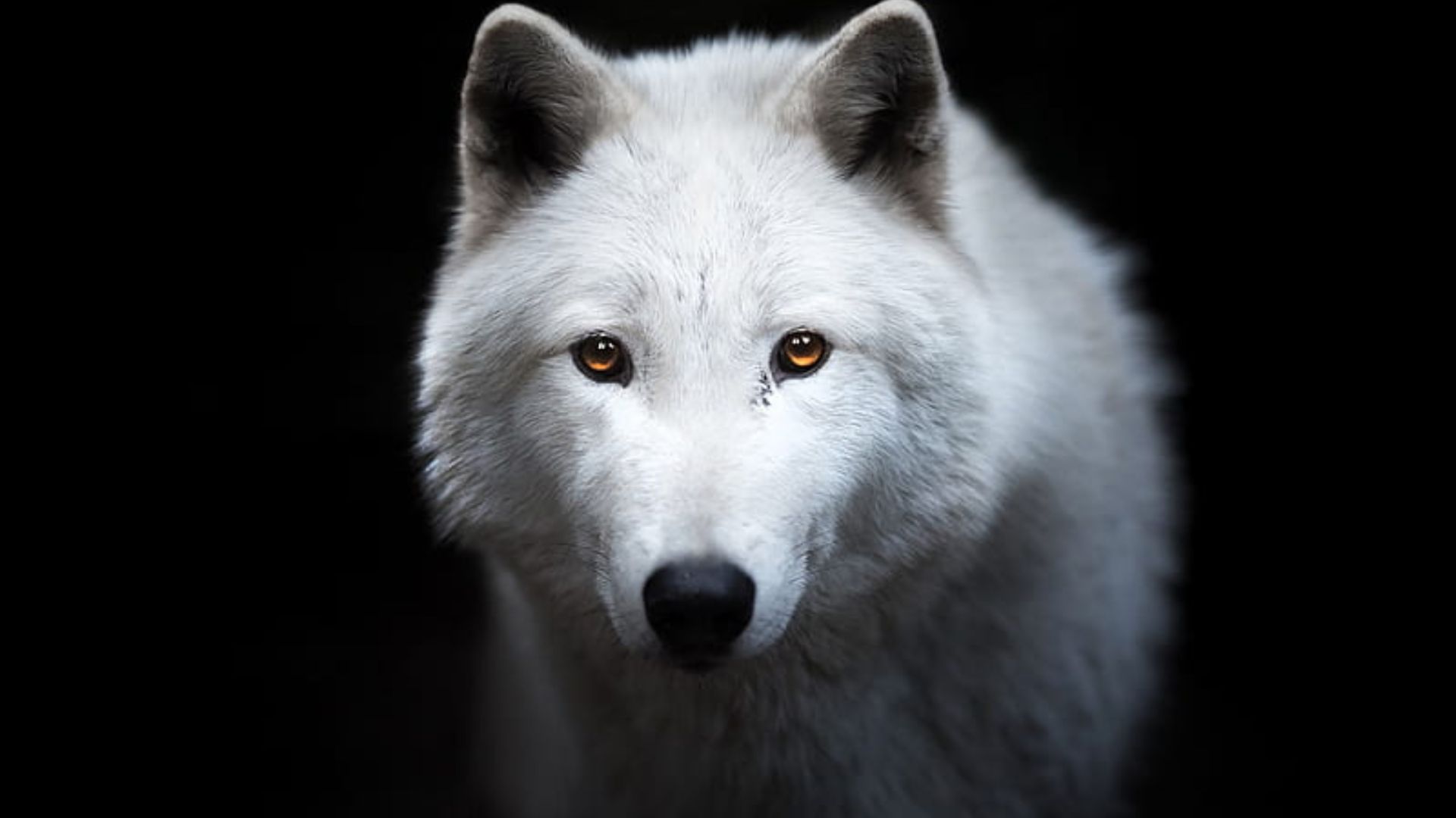 White Wolf Wallpaper Widescreen
