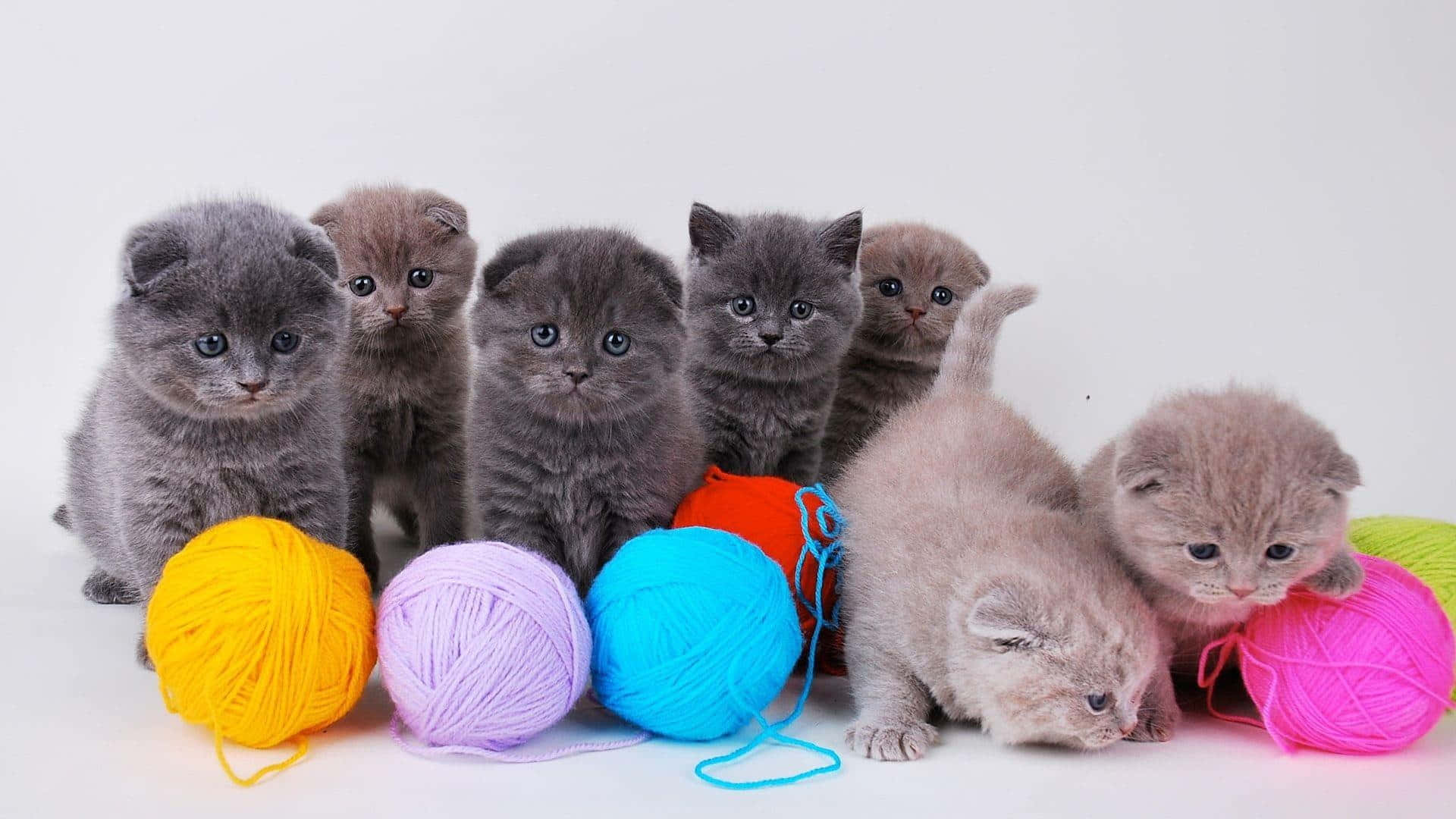Aesthetic Animals Wallpaper